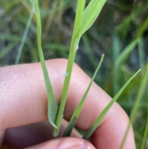 Tragopogon dubius at Jindabyne, NSW - 23 Jan 2022