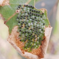 Unidentified Insect at Lions Youth Haven - Westwood Farm A.C.T. - 9 Feb 2022 by HelenCross