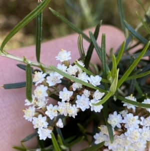 Ozothamnus thyrsoideus at Jindabyne, NSW - 23 Jan 2022