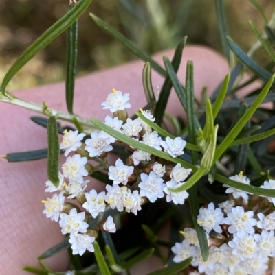 Ozothamnus thyrsoideus (Sticky Everlasting) at Kosciuszko National Park - 23 Jan 2022 by Ned_Johnston