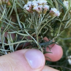 Ozothamnus thyrsoideus at Jindabyne, NSW - 23 Jan 2022