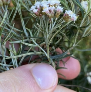 Ozothamnus thyrsoideus at Jindabyne, NSW - 23 Jan 2022