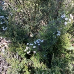 Ozothamnus thyrsoideus at Jindabyne, NSW - 23 Jan 2022