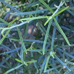 Ozothamnus thyrsoideus at Jindabyne, NSW - 23 Jan 2022