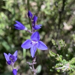 Veronica perfoliata (Digger's Speedwell) at Jindabyne, NSW - 22 Jan 2022 by Ned_Johnston