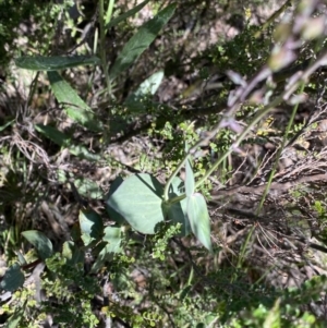 Veronica perfoliata at Jindabyne, NSW - 23 Jan 2022