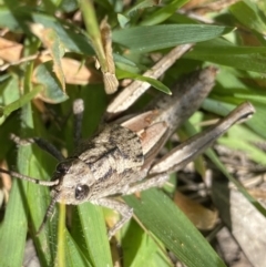 Percassa rugifrons (Mountain Grasshopper) at Kosciuszko National Park - 22 Jan 2022 by Ned_Johnston