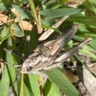 Percassa rugifrons (Mountain Grasshopper) at Kosciuszko National Park - 22 Jan 2022 by Ned_Johnston