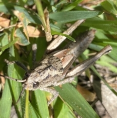 Percassa rugifrons (Mountain Grasshopper) at Kosciuszko National Park, NSW - 22 Jan 2022 by Ned_Johnston