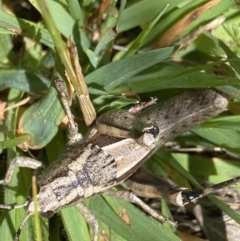 Percassa rugifrons at Kosciuszko National Park, NSW - 23 Jan 2022