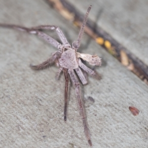 Sparassidae (family) at Acton, ACT - 4 Feb 2022 09:53 AM