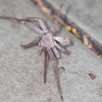 Sparassidae (family) (A Huntsman Spider) at Acton, ACT - 4 Feb 2022 by AlisonMilton