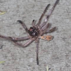 Sparassidae (family) at Acton, ACT - 4 Feb 2022 09:53 AM