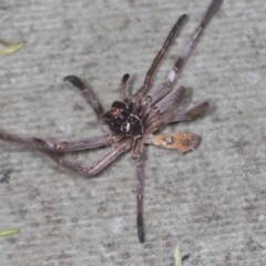 Sparassidae sp. (family) at Acton, ACT - 4 Feb 2022