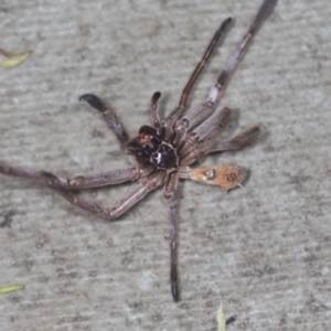 Sparassidae (family) at Acton, ACT - 4 Feb 2022
