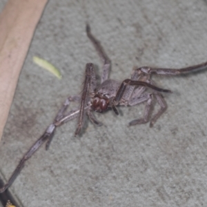 Sparassidae (family) at Acton, ACT - 4 Feb 2022 09:53 AM