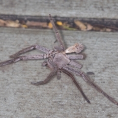 Sparassidae (family) at Acton, ACT - 4 Feb 2022