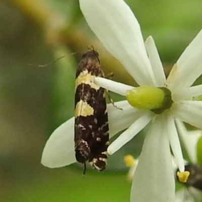 Glyphipterix chrysoplanetis (A Sedge Moth) at Lions Youth Haven - Westwood Farm A.C.T. - 9 Feb 2022 by HelenCross