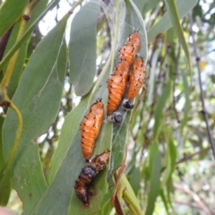 Delias harpalyce at Stromlo, ACT - suppressed