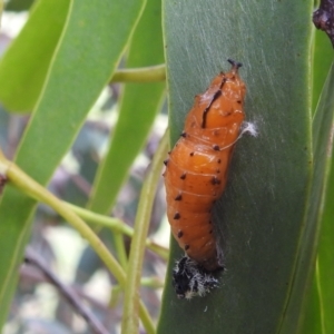 Delias harpalyce at Stromlo, ACT - suppressed