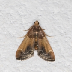 Pyralis farinalis (Meal Moth (Pyralinae) at Melba, ACT - 10 Dec 2021 by kasiaaus
