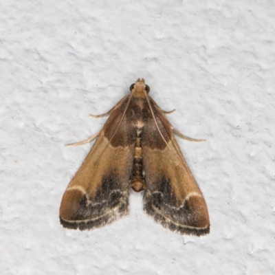 Pyralis farinalis (Meal Moth (Pyralinae) at Melba, ACT - 10 Dec 2021 by kasiaaus