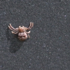 Cymbacha ocellata (Crab spider) at Molonglo River Reserve - 27 Sep 2021 by Tammy