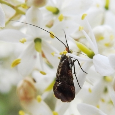 Nemophora sparsella (An Adelid Moth) at Stromlo, ACT - 9 Feb 2022 by HelenCross