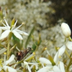 Nemophora sparsella at Stromlo, ACT - suppressed