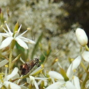 Nemophora sparsella at Stromlo, ACT - 9 Feb 2022