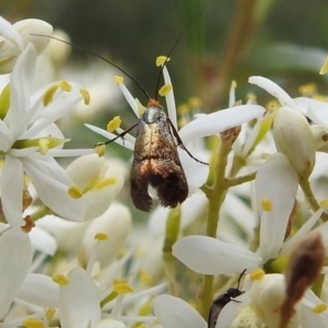 Nemophora sparsella at Stromlo, ACT - suppressed