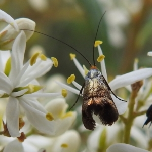 Nemophora sparsella at Stromlo, ACT - suppressed