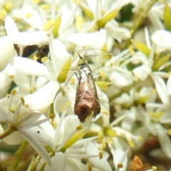 Nemophora sparsella at Stromlo, ACT - 9 Feb 2022