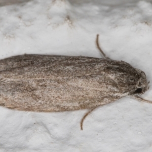 Oecophoridae (family) at Melba, ACT - 10 Dec 2021 10:53 PM