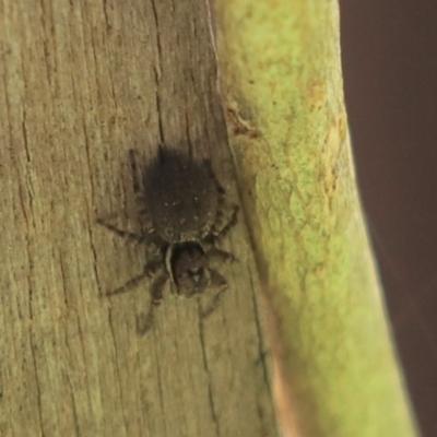 Salticidae (family) (Jumping spider) at Cook, ACT - 17 Sep 2021 by Tammy