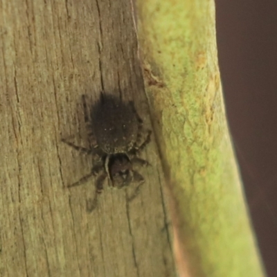 Hypoblemum sp. (genus) (Unidentified Hypoblemum jumping spider) at Cook, ACT - 17 Sep 2021 by Tammy