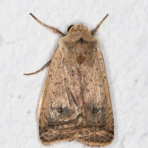 Noctuoidea (superfamily) at Melba, ACT - 11 Dec 2021