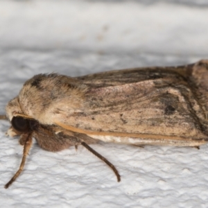 Noctuoidea (superfamily) at Melba, ACT - 11 Dec 2021