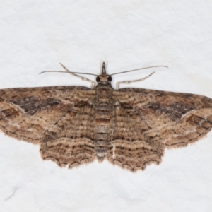 Chloroclystis filata at Melba, ACT - 11 Dec 2021 11:07 PM