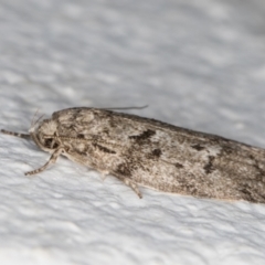 Philobota philostaura (A Concealer moth (Philobota group)) at Melba, ACT - 13 Dec 2021 by kasiaaus