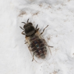 Ceratopogonidae (family) at Melba, ACT - 11 Dec 2021 11:19 PM