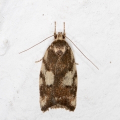 Syringoseca mimica (A Concealer moth (Wingia Group)) at Melba, ACT - 13 Dec 2021 by kasiaaus