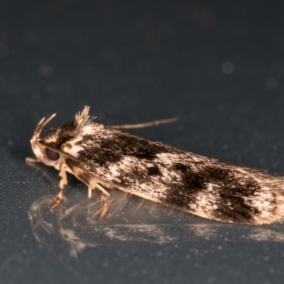 Barea confusella (A Concealer moth) at Melba, ACT - 13 Dec 2021 by kasiaaus