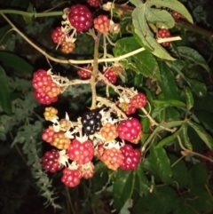 Rubus anglocandicans (Blackberry) at Conder, ACT - 9 Feb 2022 by michaelb