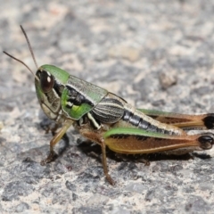 Praxibulus sp. (genus) (A grasshopper) at Paddys River, ACT - 8 Feb 2022 by TimL