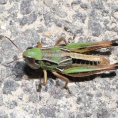 Praxibulus sp. (genus) at Paddys River, ACT - 8 Feb 2022