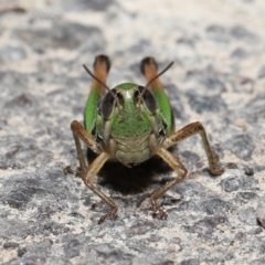 Praxibulus sp. (genus) at Paddys River, ACT - 8 Feb 2022