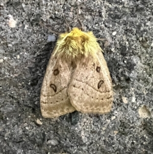 Anthela ocellata at Pialligo, ACT - 10 Feb 2022 06:13 AM