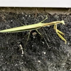 Unidentified Praying mantis (Mantodea) at Pialligo, ACT - 9 Feb 2022 by Ozflyfisher