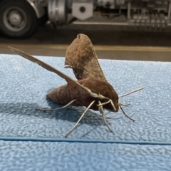 Hippotion scrofa (Coprosma Hawk Moth) at Pialligo, ACT - 9 Feb 2022 by Ozflyfisher